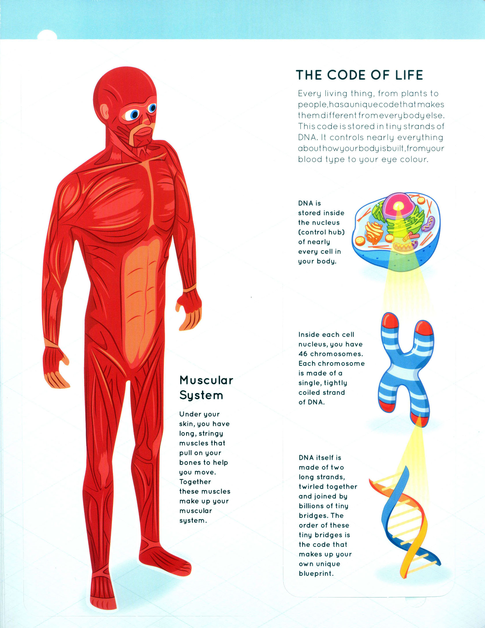 Learning is Fun. LIFT THE FLAPS-HUMAN BODY